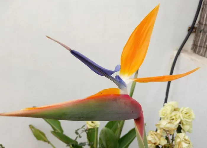 Casa Yoel Hébergement de vacances Granadilla De Abona