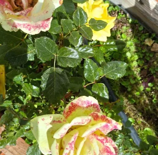 펜션 Casa Yoel 그라나딜라데아보나