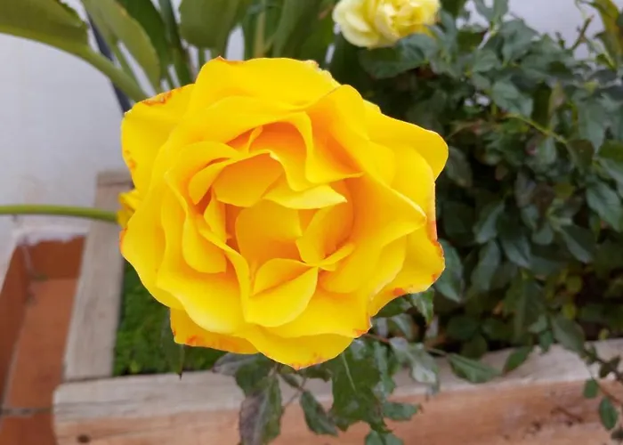 Casa Yoel Hébergement de vacances Granadilla De Abona