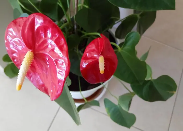 Casa Yoel Hébergement de vacances