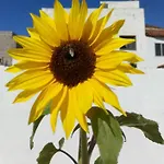 Casa Yoel Tatil Evi