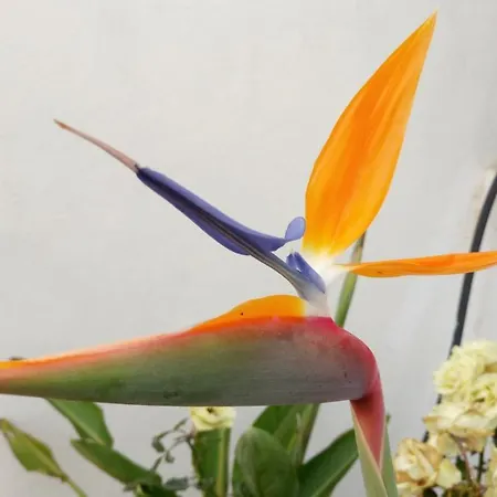 Casa Yoel Casa de Férias Granadilla De Abona