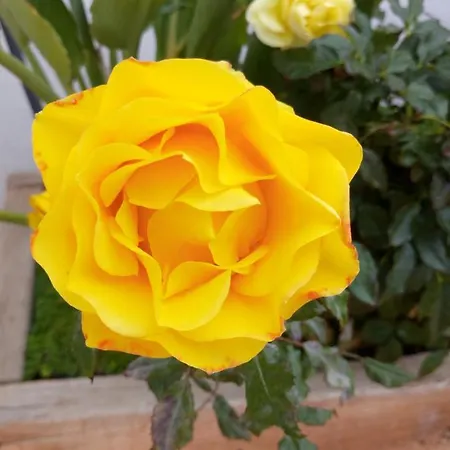 Casa Yoel Prázdninový dům Granadilla De Abona