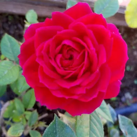 Prázdninový dům Casa Yoel